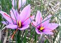 Crocus Sativus
